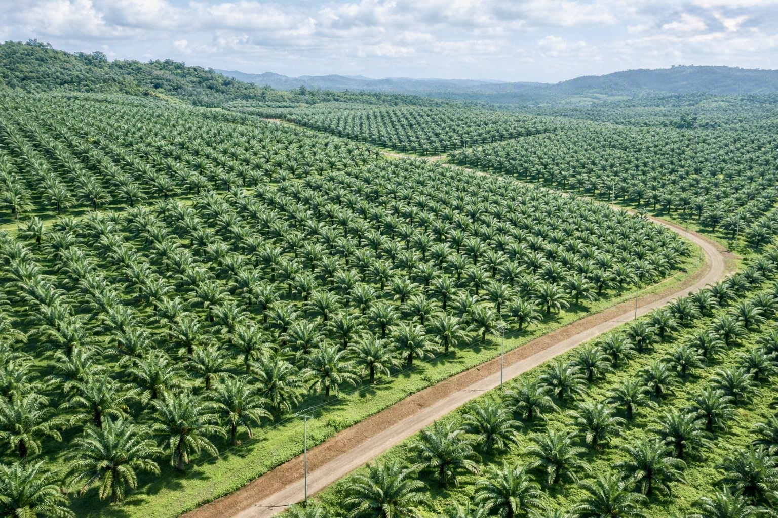 Plantation Expansion Program