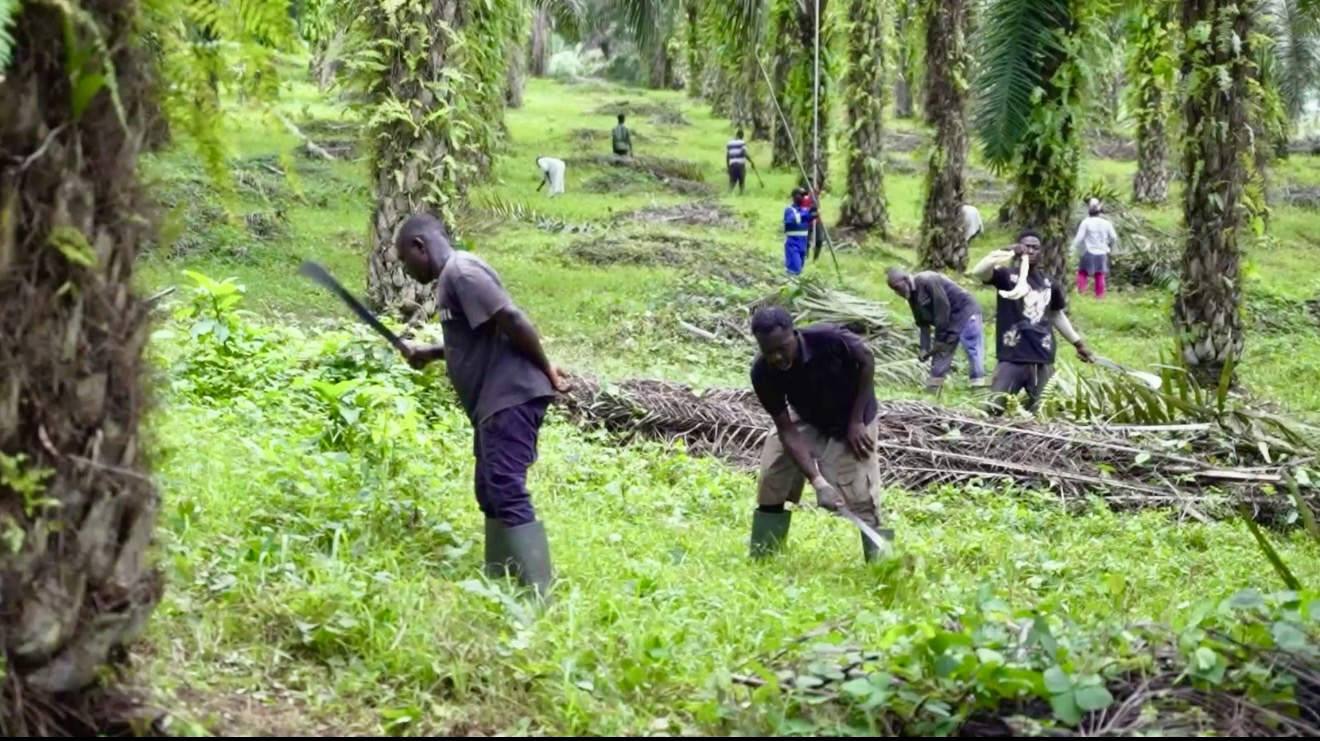 Oil Palm Cultivation